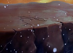 Image Balto 3 : Wings of Change
