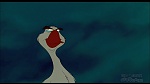 Image Balto