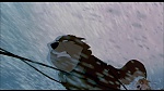 Balto picture