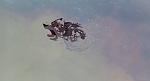 Image Balto