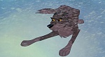 Image Balto