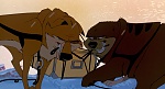 Image Balto