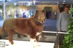 Les couleurs vraies de Balto