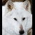 Aniu_loup