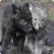 Flower the redwolf