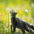 Dawnpaw