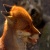 {X^X} The Sly Fox {X^X}