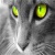 Alphacat