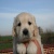 Amia
