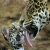 animal_lover