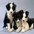 balto589