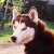 balto is cool