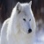 dark_wolf paw