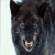 Black_Diamond wolf