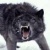 black shuck