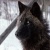 BlackHusky