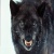 Brandiwolf
