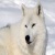 Cobolt-wolf