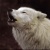 Crash_wolf