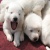 Dogsled