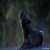 frostthespiritwolf08