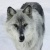 Frostwolf