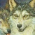 Gray-wolf