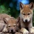 howl wolf love