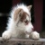 Huskiez129