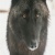 Ivy-wolf