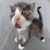 Kittylover