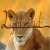 lightwind