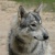 Lone Wolfdog