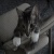 lovly kitty
