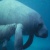ManateeStudios