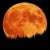 TheMidnightMoon.