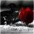 Phantom Rose