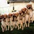 R.M-hound