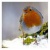 Robinfeather