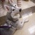 silver husky
