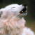 Silver Raven Wolf (SRW)