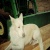 sunny-wolf