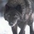 ~Wolf~Howl~