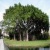 tree_weed
