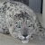 viper(leopard)