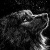 War Wolf