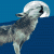 whitewolf61