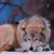 whitewolf777