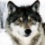 Wild Wolf UK