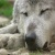 wolfey12
